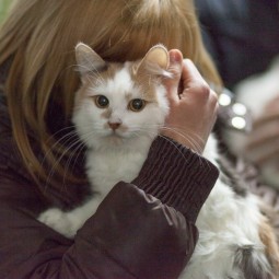 Выставка «Каждой кошке нужен дом»