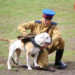 Военно-исторический фестиваль «Фронтовая собака» 2022