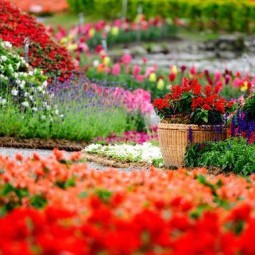 Акция «Flowerмастер»