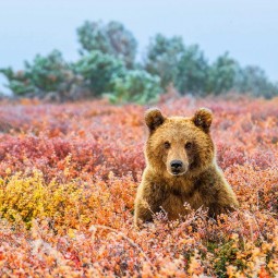 Выставка «Первозданная Россия. Избранное. Часть вторая»