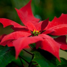 Выставка «Новый год в царстве Флоры» 2025-2026