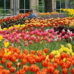 Весенний фестиваль цветов в «Аптекарском огороде» 2022