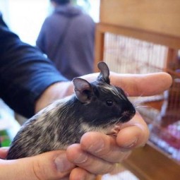 Выставка грызунов «Дружные хвосты»