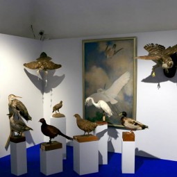 Выставка «Соколиная охота. Царская потеха с ловчими птицами»