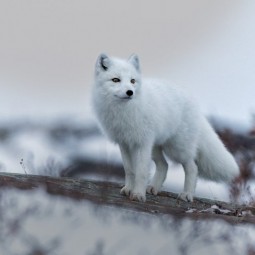 Выставка «Тундра. Жизнь на холодных просторах»