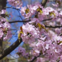 Фестиваль «Цветущая сакура» 2026