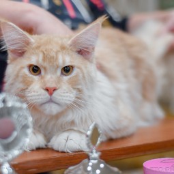 Международная выставка кошек «Ёжкин кот» в ТРЦ «Гагаринский» 2022