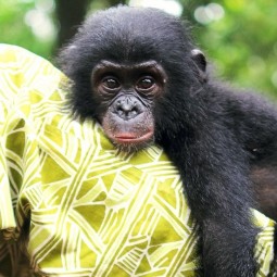 Выставка «Бонобо»