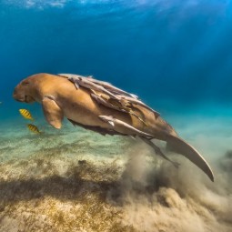 Фестиваль подводной фотографии «Дикий подводный мир» 2018