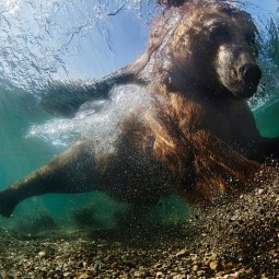 Фестиваль подводной фотографии «Дикий подводный мир» 2016