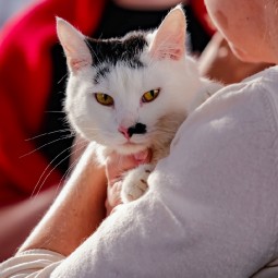 Выставка спасенных котиков «Мурчим домой!» 2024