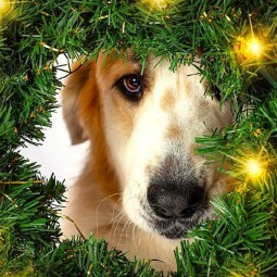 Выставка-пристройство «Ёлка Дарящих надежду» 2025