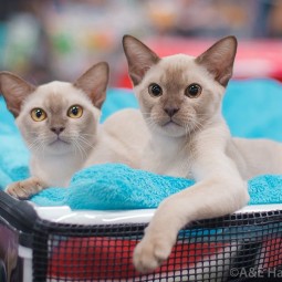 Выставка-продажа котят «КоШарики Шоу»