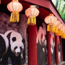 Фестиваль Китайского Нового года в Московском зоопарке 2026