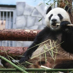 День панды в Московском зоопарке 2022