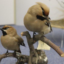 День орнитолога в Биологическом музее 2022