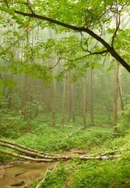 Парк «Битцевский лес»