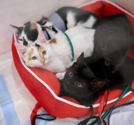 Выставка-пристройство кошек и собак из приюта «Юна-Фест» 2026