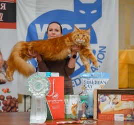 Международная выставка кошек «Ёжкин кот» в ТРЦ «Гагаринский» 2023