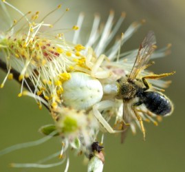 Выставка «Искусство обмана»