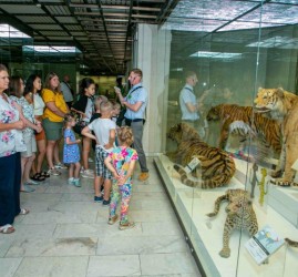 Международный день тигра в Дарвиновском музее 2026