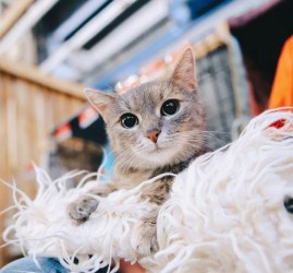 Фестиваль WOOF 2025