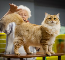 Международная выставка кошек «У Лукоморья» в ТРЦ «Гагаринский» 2025