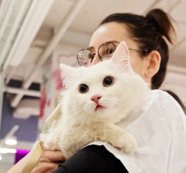 Фестиваль «Котики, которые любят» 2026