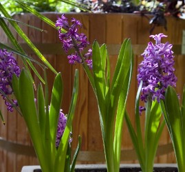 Выставка «Весна в Царицынских оранжереях» 2026