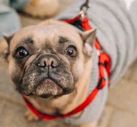 Благотворительная «БульЕлка2026»