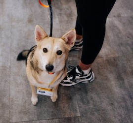 Фестиваль-пристройство «Собаки, которые любят... и котики!» 2025