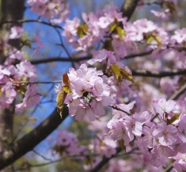 Фестиваль «Цветущая сакура» 2026