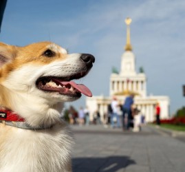 Фестиваль «Моспитомец» 2026