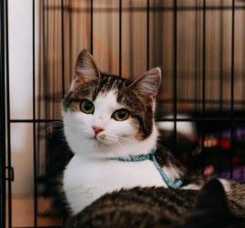 Фестиваль-пристройство «Котики, которые любят» 2026