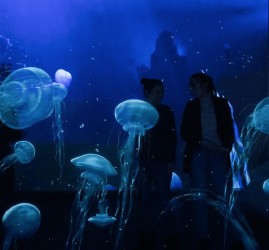 Интерактивная мультимедийная выставка «Океан юрского периода»