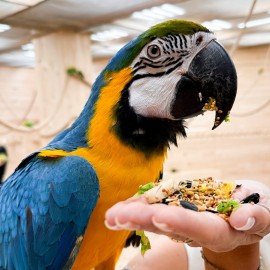 Дом ручных попугаев «Попугайня»