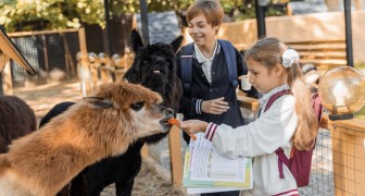Школьные каникулы в Альпака Парке, вход до 13 лет — бесплатно