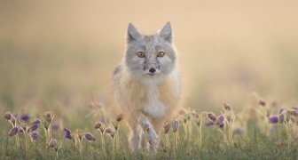 Международный фестиваль дикой природы «Золотая черепаха» 2026