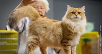 Международная выставка кошек «У Лукоморья» в ТРЦ «Гагаринский» 2025