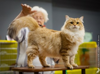 Международная выставка кошек «У Лукоморья» в ТРЦ «Гагаринский» 2025