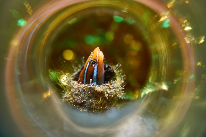 Фото: darwinmuseum.ru