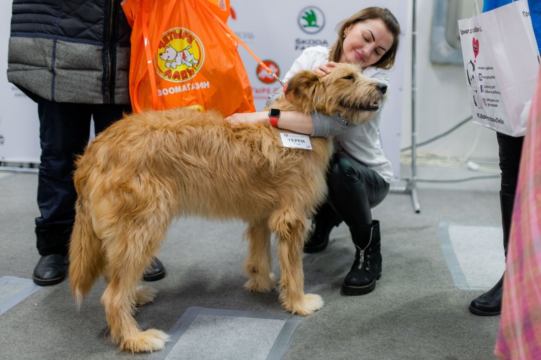 Благотворительный фестиваль «Собаки, которые любят» 2019