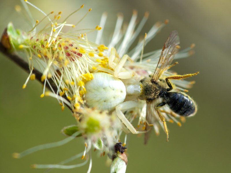 Фото: darwinmuseum.ru