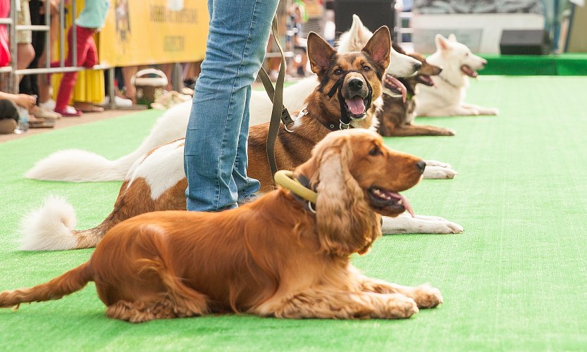 Семейный фестиваль «День фронтовой собаки» 2023