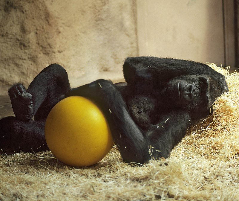 Фото: darwinmuseum.ru