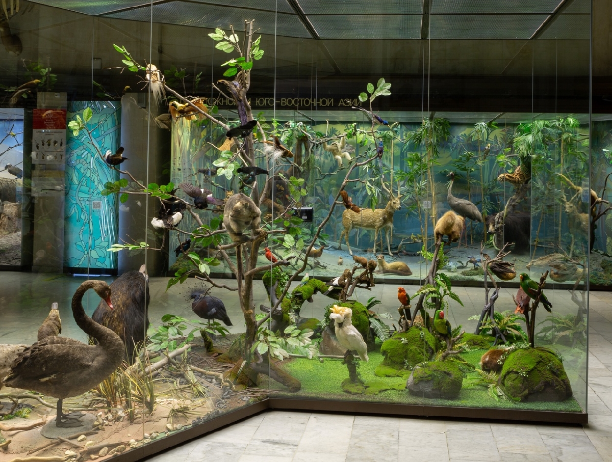 Музей Дарвина зоогеография