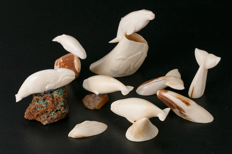 Фото: darwinmuseum.ru