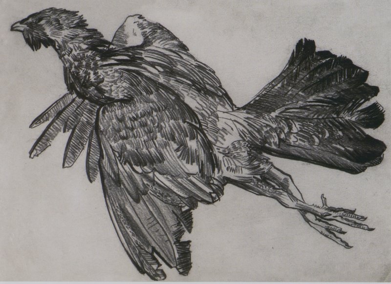 Фото: darwinmuseum.ru