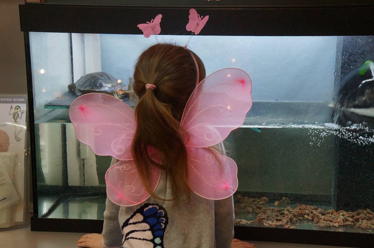 «День бабочки» в Биологическом музее 2022