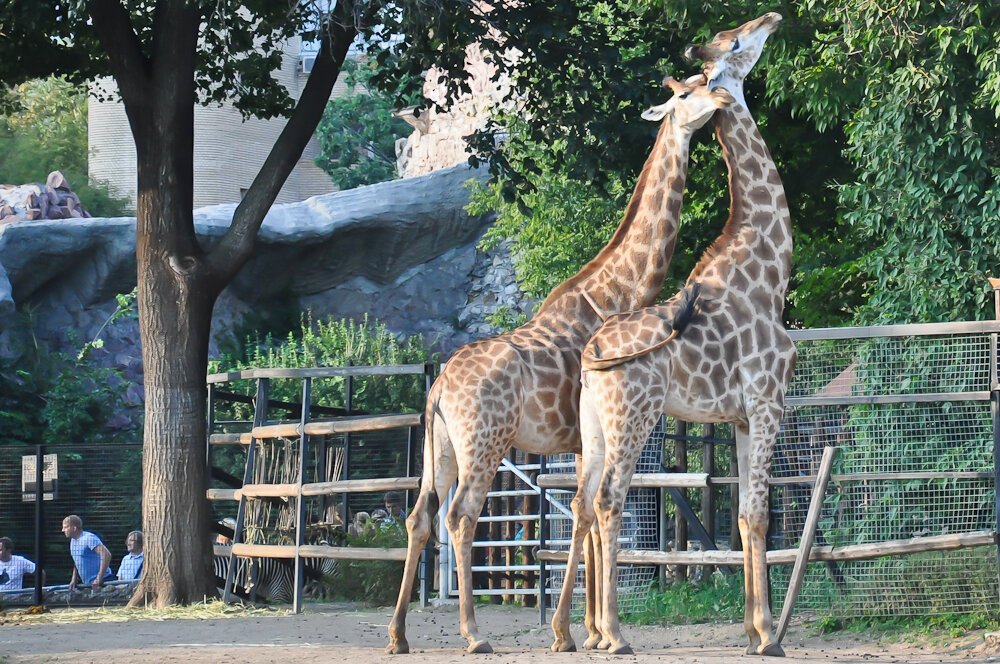 Животные зоопарка москвы фото с названиями